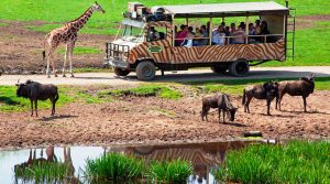 Safari Park